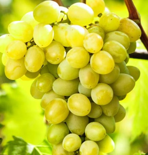 Мускат Болгарія