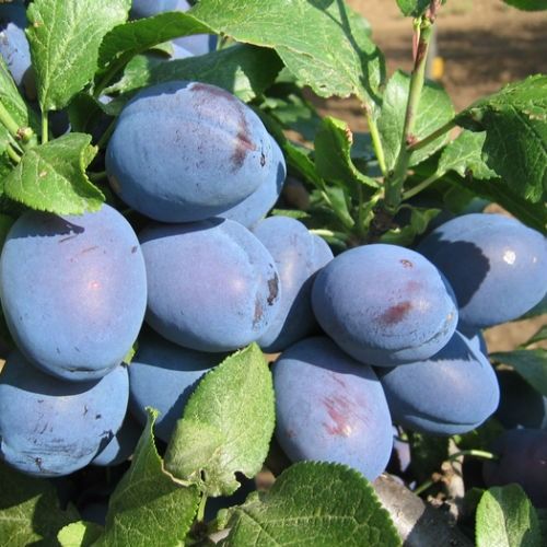 Каліфорнія Блю