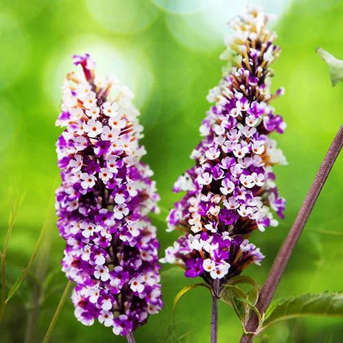 Будлея Давида 