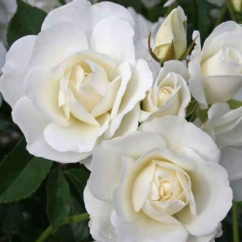 Айсберг (Iceberg)