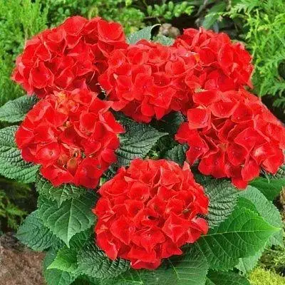 Хот Ред (Hot Red) 3 річна