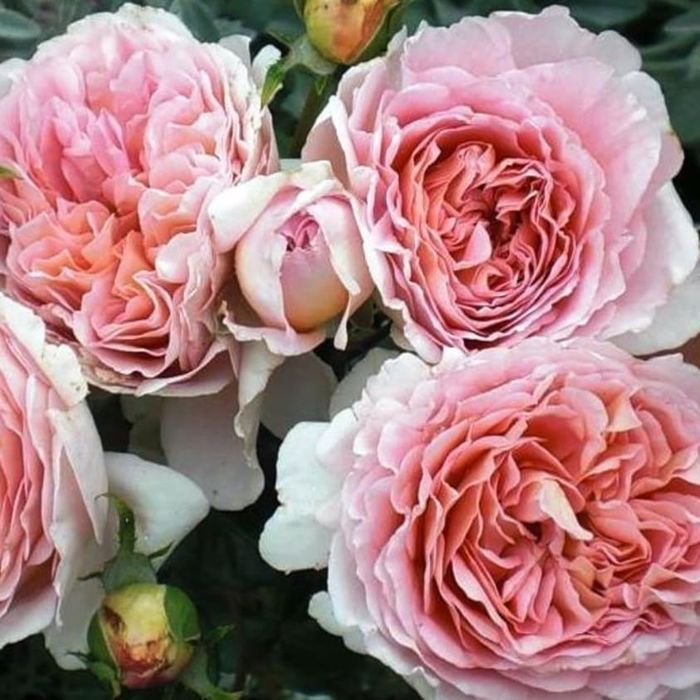 Абрахам Дербі (Abraham Darby)