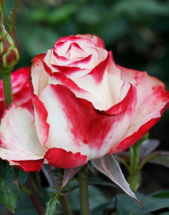 Світнес (Sweetness)