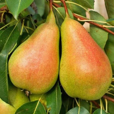 Рання Сергіїва (рання)