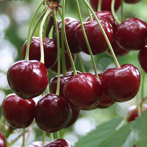 Уйфехіртош фюртош (середня)