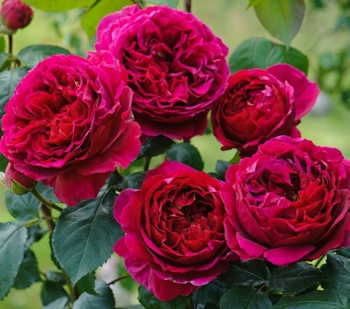 Фішерман френд