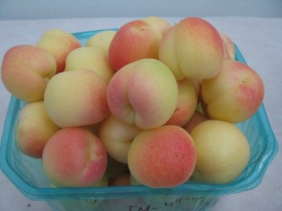 Фелпс (ранньосередній)