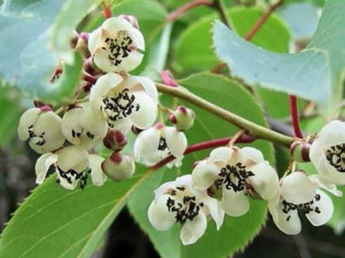 Актинідія Дон Жуан (чоловік) 2-х річна