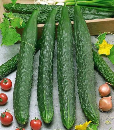 Огірок Китайське диво (Елітсорт) 20 шт