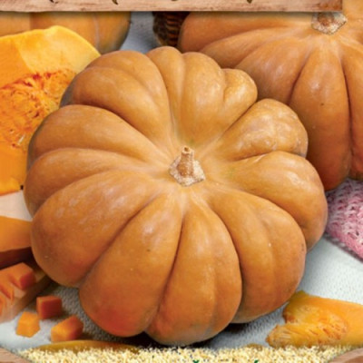 Гарбуз Мускат де Прованс (Елітсорт) 20 шт