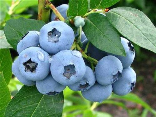 Лохина Блюголд (Bluegold),40 л рання