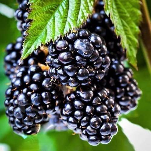 Ожина Оуачіта (Ouachita, Уошито) 