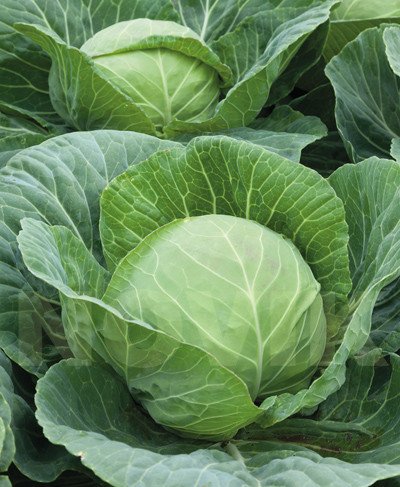 Капуста Українська осінь (Елітсорт) 3 г