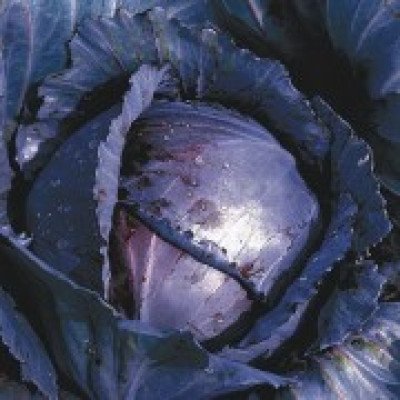 Капуста червоноголова Максіла (Елітсорт) 0.5 г