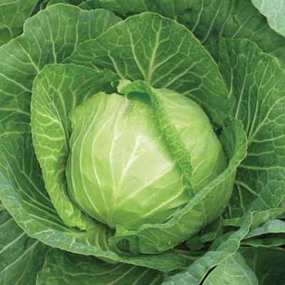 Капуста Димерська 7 (Елітсорт) 1 г