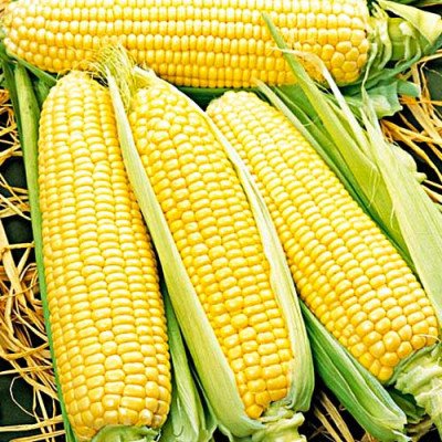 Кукурудза цукрова Делікатесна (Садиба) 100г