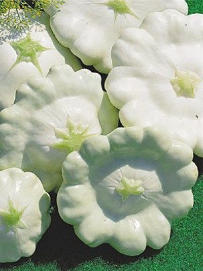 Патисони Білі 13 (Елітсорт) 25 шт