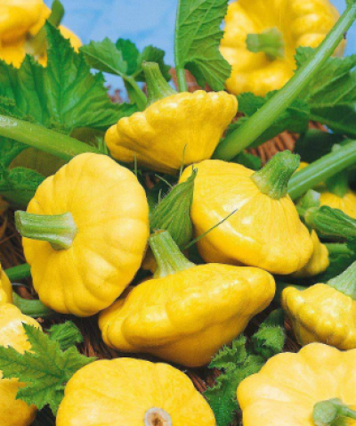 Патисон Грошик (Елітсорт) 10 шт