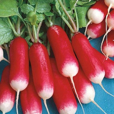 Редиска пернот (Елітсорт) 3 г