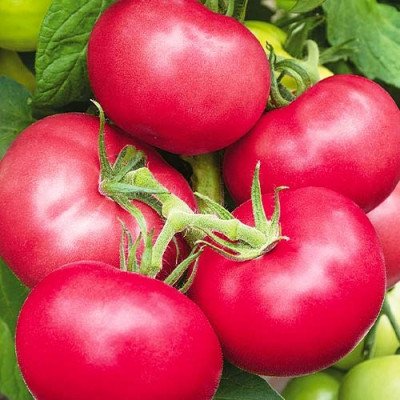 Томат Рожева перлина (Флора маркет) 0.1 г