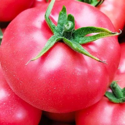 Томат Рожевий слон (Флора маркет)  0.1 г