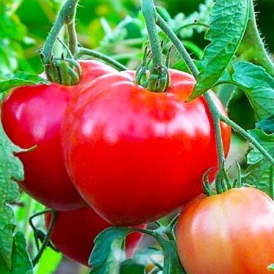 Томат Батяня (Флора маркет) 0.1 г