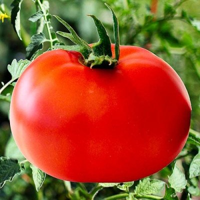 Томат Везунчик (Флора маркет) 0.1 г