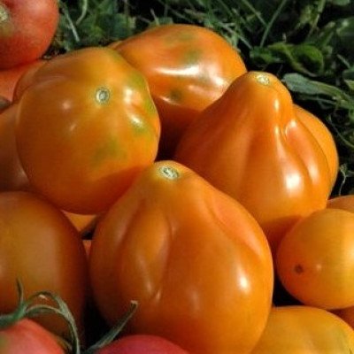 Томат Японський трюфель помаранчевий (Флорамаркет) 0.1 г