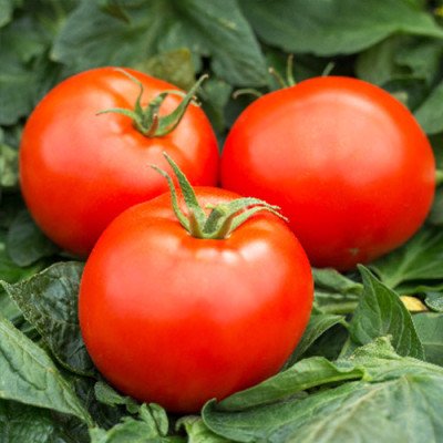 Томат Північна Королева (Флора маркет) 0.1 г