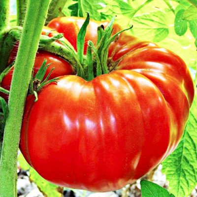 Томат Шапка Мономаха (Флора маркет) 0.1 г