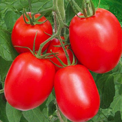 Томат Міссурі (Флора маркет) 0.1 г