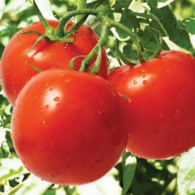 Томат Мімоза (Флора маркет) 0.1 г