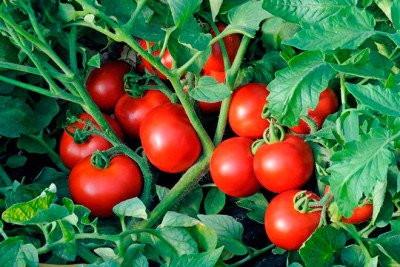 Томат Ляна (Флора маркет) 0.3 г