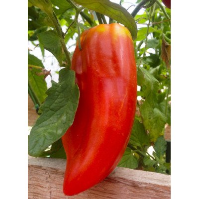 Томат Перцеподібний червоний (Флора Маркет) 0.1 г
