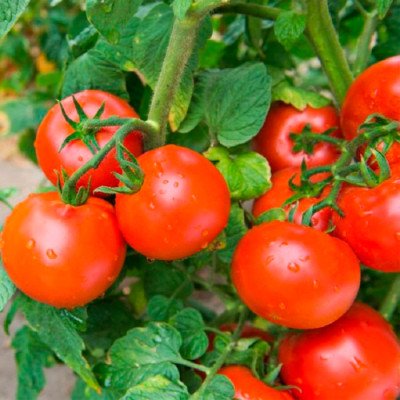 Томат Санька (Елітсорт) 1 г