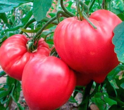 Томат Фатіма (Елітсорт)1 г