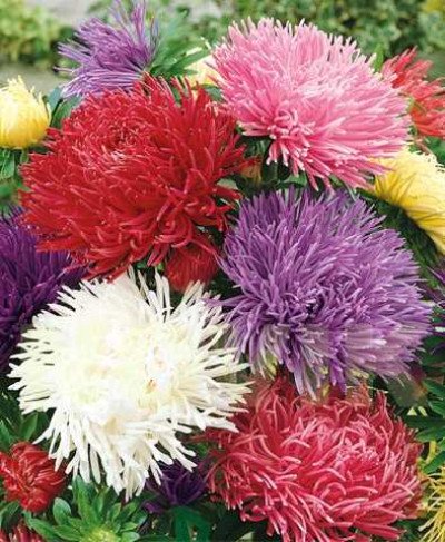 Дракон суміш /0,2 г/ *ЕлітСорт*