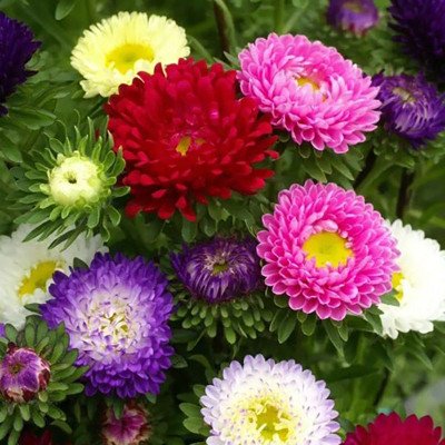 Насіння айстри Мацумото суміш /0,2 г/ *ЕлітСорт*