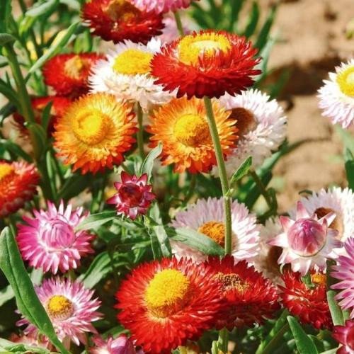 Безсмертник Геліхризум суміш сухоцвіт 0,3 г Елісорт