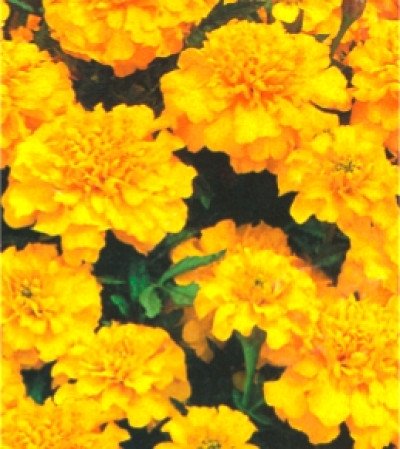 Араміс /0,1 г/ *ЕлітСорт*