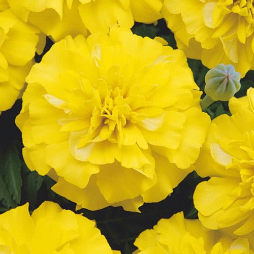  Петіт жовті /0,5 г/ *ЕлітСорт*