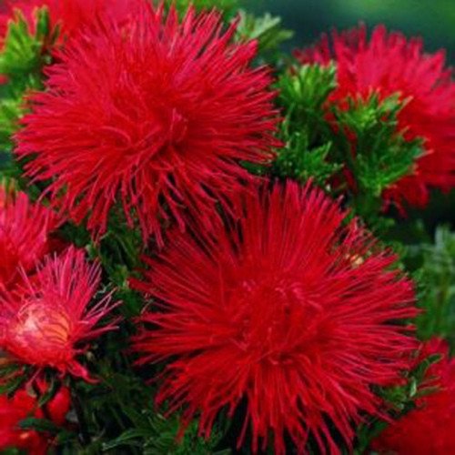 АЙСТРА ГІАНТ РЕЙ ЧЕРВОНА ЕЛІТСОРТ 0.2 г