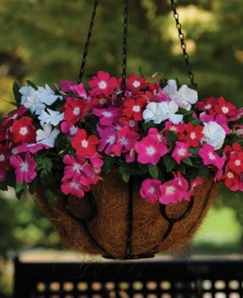 Катарантус суміш 0,05 грам. (Елітсорт)