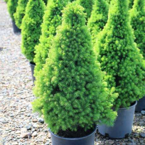 Ялина канадська Коніка С2