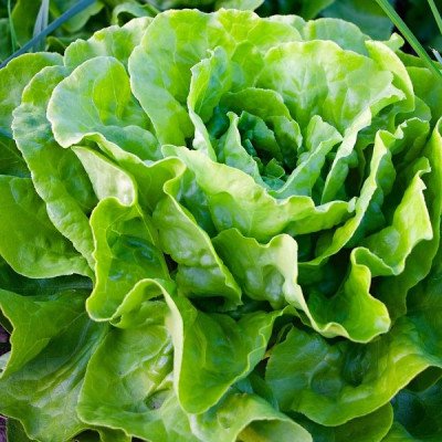 Салат лактук Всесезонне диво (Елітсорт) 1 г