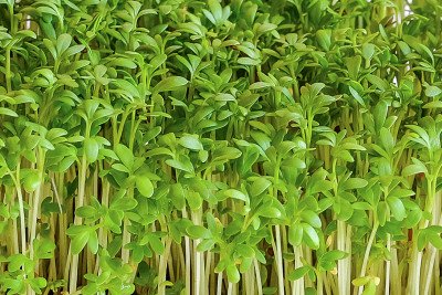 Крес-салат (Елітсорт) 1 г