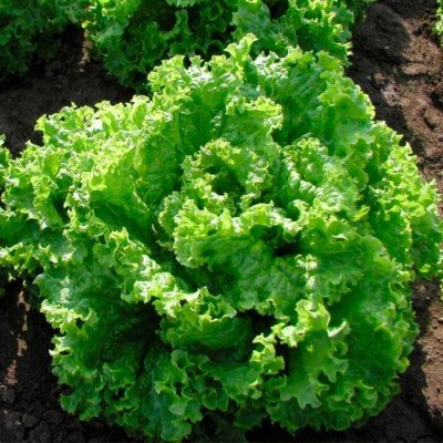 Салат Кучерявець Одеський (Елітсорт) 2 г