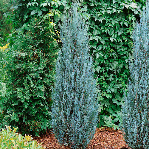 Ялівець Blue Arrow (Блю Ерроу) С3