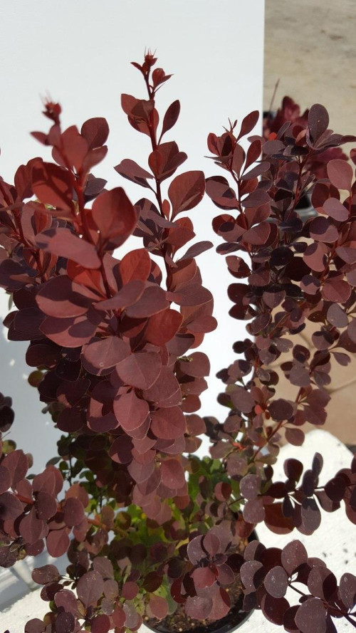 Барбарис тунберга Шоколат Саммер / Berberis thunbergii Chocolate Summer p9