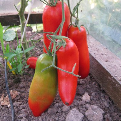 Томат Дядя Стьопа (Флора маркет) 0.1 г